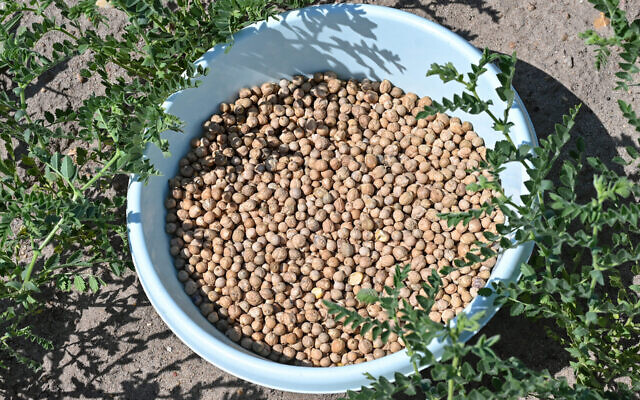 Chickpeas are protein-packed staples in diets around the world. (Patrick Pleul/picture alliance via Getty Images)