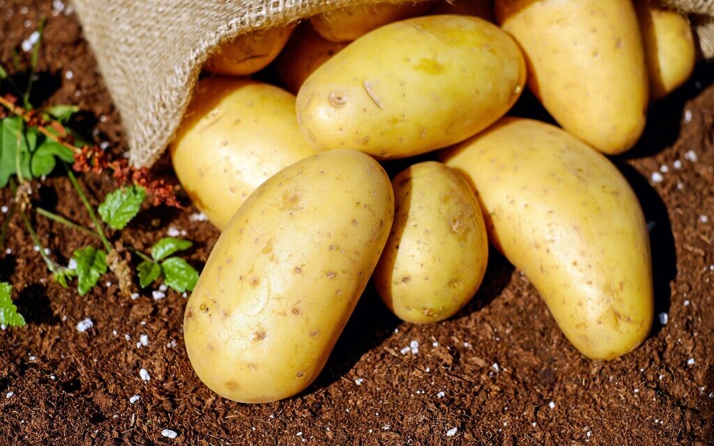 Yukon Gold potatoes (Photo courtesy of Pixabay)