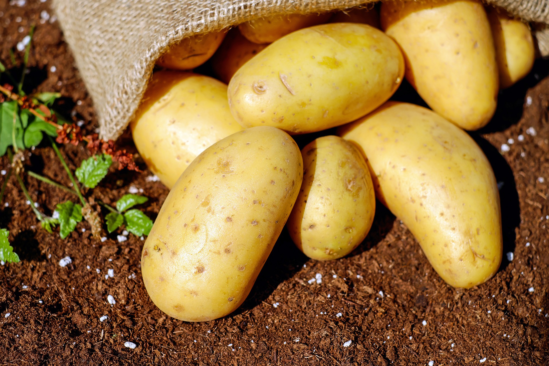 Substitute for Yukon Gold Potatoes - Pinch of Wellness