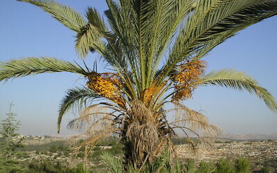 Date Palm. Photo by Randall Niles via Flickr at www.flickr.com/photos/34843598@N02/3236124615