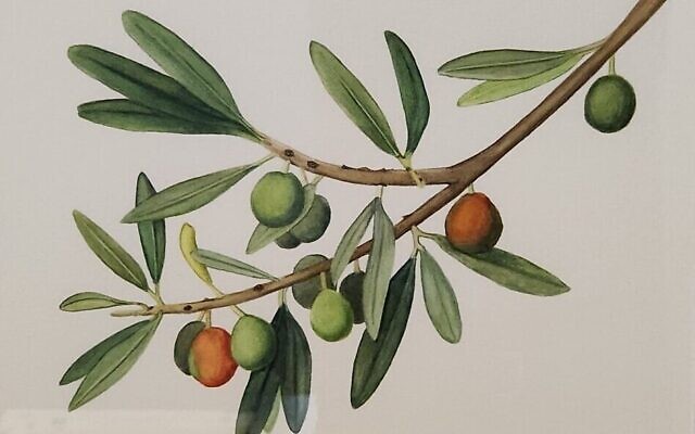 "Olive" by Maureen Kelly (watercolor). Photo by Adam Reinherz