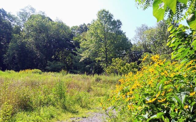 Frick Park is receiving historic designation following unanimous approval from City Council. (Photo by edenpictures via https://rb.gy/5s1bih) Frick Park is receiving historic designation following unanimous approval from City Council. (Photo by edenpictures via https://rb.gy/5s1bih)