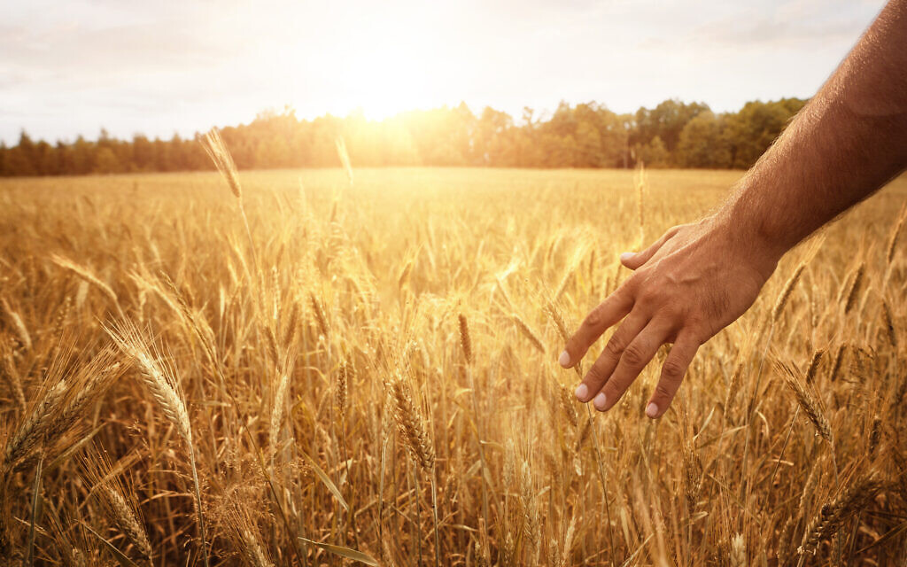 (Photo by Nastco via iStock) (Photo by Nastco via iStock)