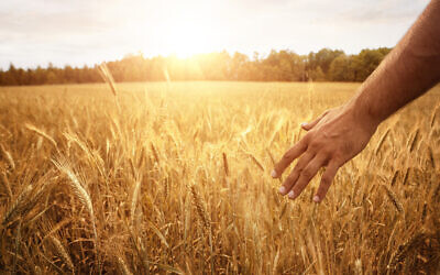 (Photo by Nastco via iStock)