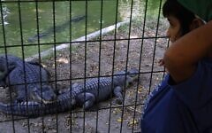 A boy looks at crocodiles at the ancient hot springs of Hamat Gader on August 22, 2006. (Shaul Schwarz/Getty Images)