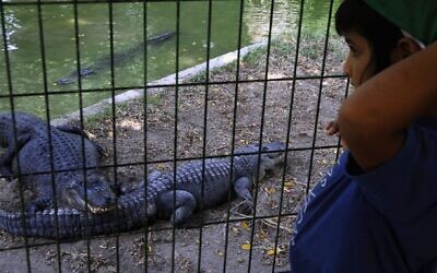 A boy looks at crocodiles at the ancient hot springs of Hamat Gader on August 22, 2006. (Shaul Schwarz/Getty Images)