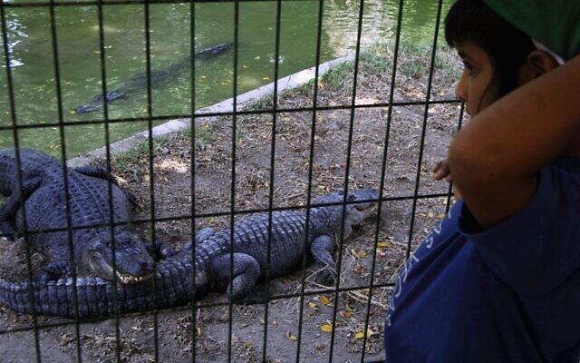 A boy looks at crocodiles at the ancient hot springs of Hamat Gader on August 22, 2006. (Shaul Schwarz/Getty Images)