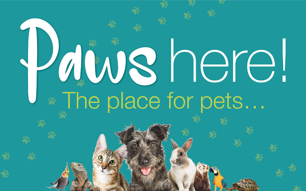 Paws here! National cat day, Halloween and dealing with fireworks night - Vimarsana News