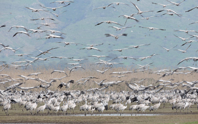 Thousands of cranes take flight in Israel’s Hula Valley. (Ben Sales)