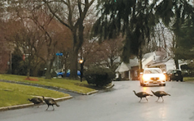 Wild turkeys make their way across a suburban Teaneck street.