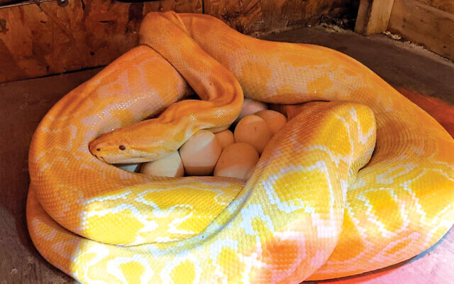 Shayna, a 12-foot albino Burmese python, with her recent batch of 38 eggs.