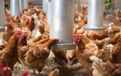 Chickens eating their feed at a poultry plant. (Getty Images)