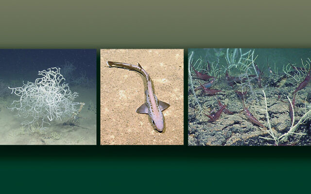 (Courtesy of University of Haifa and Israel Oceanographic and Limnological Research)