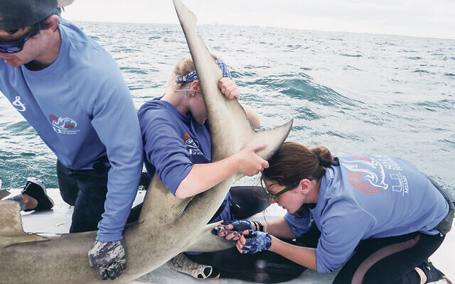 Yakira Gerzberg Herskowitz, right, and colleagues work on tagging a shark. Yakira Gerzberg Herskowitz, right, and colleagues work on tagging a shark.