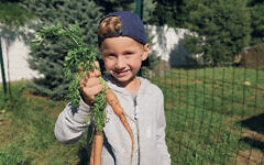 A child harvests a carrot in Yavneh Academy’s GrowTorah garden. (Deborah Abramowitz)