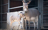 The rare wild African donkey Broko and his mother, Bar, are at the Ramat Gan Safari zoological park.(Yam Siton)