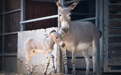 The rare wild African donkey Broko and his mother, Bar, are at the Ramat Gan Safari zoological park.(Yam Siton)