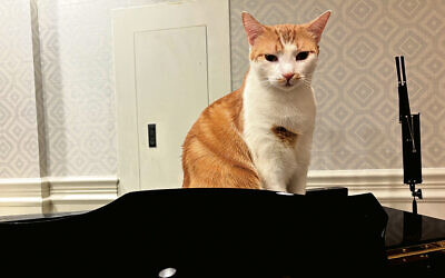A cat is ready for a concert at Brighton Gardens.