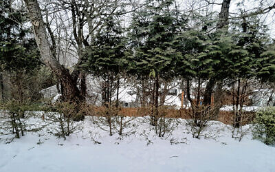 Mr. Lazarus’s denuded backyard