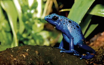 This is a poison dart frog; they’re all brigtly colored and native to South and Central America.