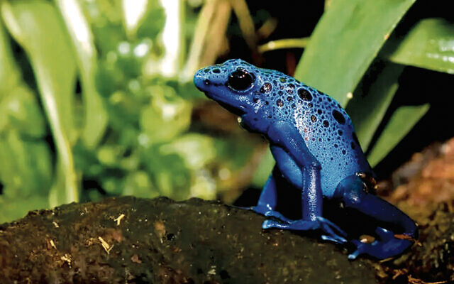This is a poison dart frog; they’re all brigtly colored and native to South and Central America. This is a poison dart frog; they’re all brigtly colored and native to South and Central America.