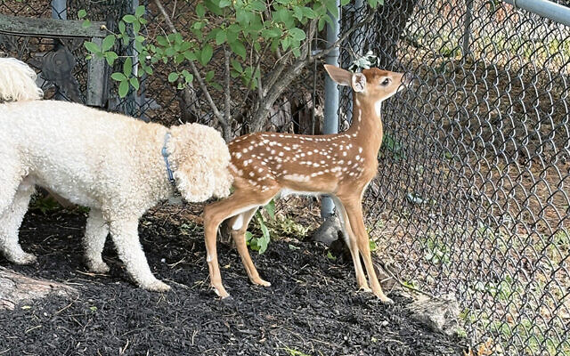 Simba meets a fawn in Paramus.
