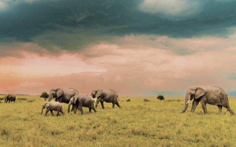 A family of elephants considers its options as a storm approaches, somewhere between Tanzania and Kenya. (Ned Soltz)