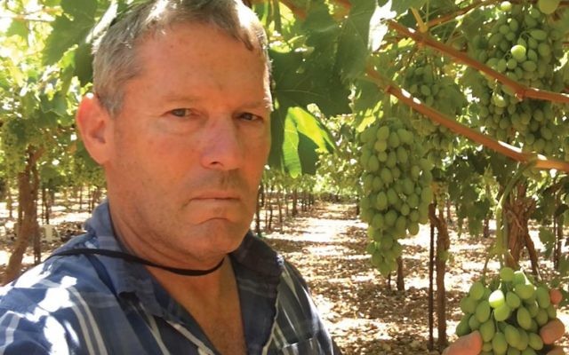 Gil Shatsberg in his Recanati vineyard with marawi grapes. Courtesy of Recanati