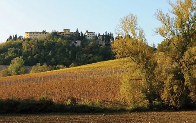 The Sant’Andrea vineyards near the Cantina Gabriele winery. Courtesy of Cantina Gabriele