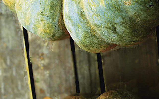 “Gourds,” by Bill Cofone, won for the photography category.
