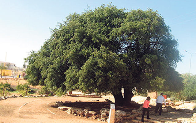 The famous Lone Oak in Gush Etzion, Israel