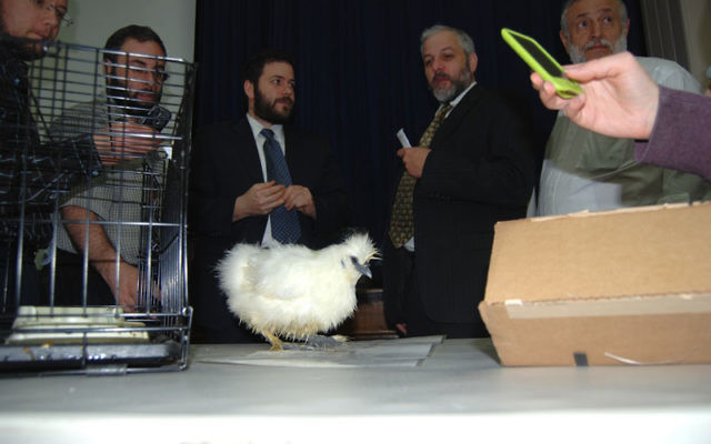 Rabbi Chaim Loike, center, shows his star subject, a furry chicken, during a talk on kosher birds and eggs at the JEC.