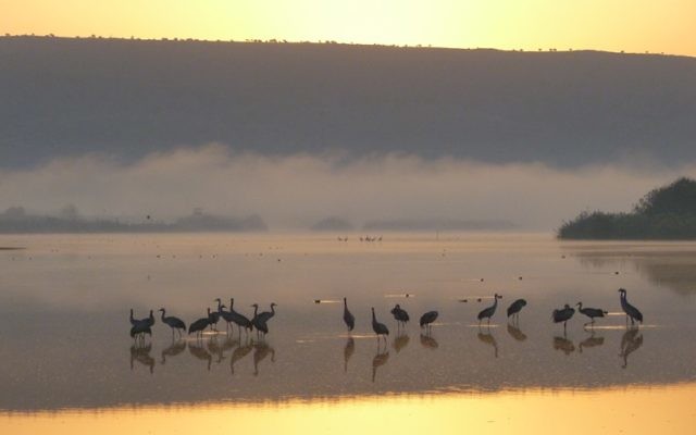 Cranes work the shallows as dawn breaks over a small lake in the Hula Valley of Israel.