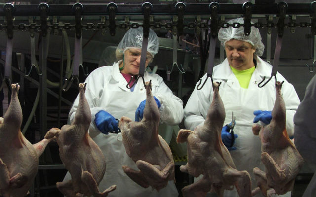 The assembly line at Empire Kosher Poultry’s plant in central Pennsylvania is the largest kosher one of its kind in America. Photos by Uriel Heilman