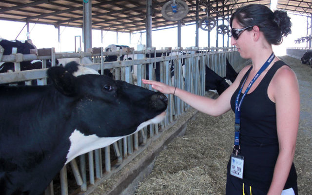 Monmouth trip leader Lorin Mordecai of Monroe Township visits with a cow on a Negev kibbutz. Photos by Greg Luhn