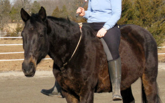 Cantor Shira Nafshi of Temple B’nai Or in Morristown, an accomplished horsewoman, will participate in a cantorial concert Feb. 13 to benefit the temporary animal shelter Seer Farms.