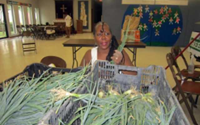 An organizer at a community-supported agriculture project run by New Roots, a Jewish food project in Louisville, Ky., gathers scallions for patrons to later pick up. (Courtesy New Roots)