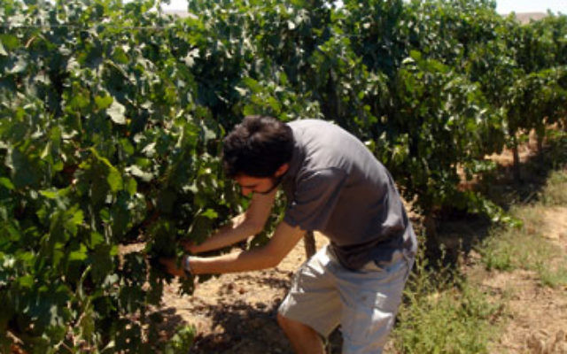 Jeffrey Yoskowitz cultivates grapes grown by a former researcher at the Ramat Negev Desert AgroResearch Center.