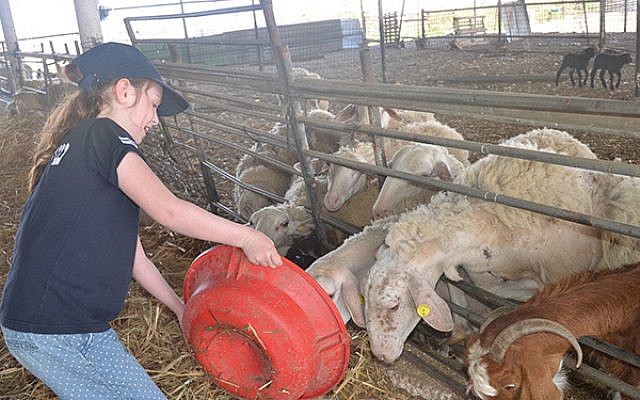 A young volunteer tends to the sheep on a Negev farm.