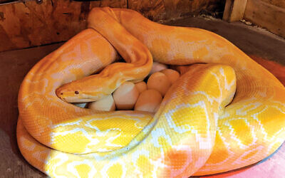 Shayna, a 12-foot albino Burmese python, with her recent batch of 38 eggs. Shayna, a 12-foot albino Burmese python, with her recent batch of 38 eggs.