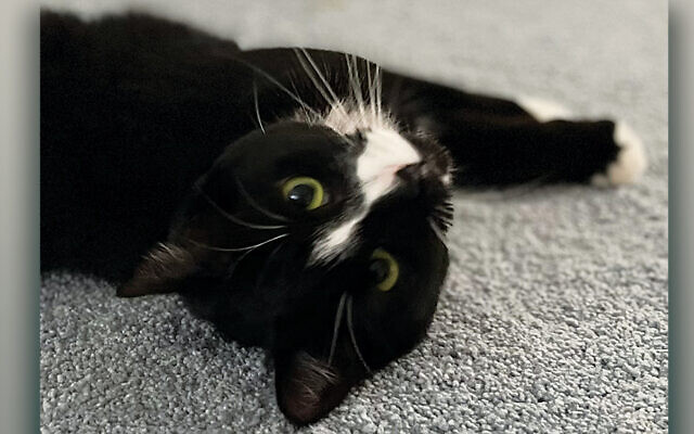 Gail and Jons’s cat Tuxi vamps for the camera.