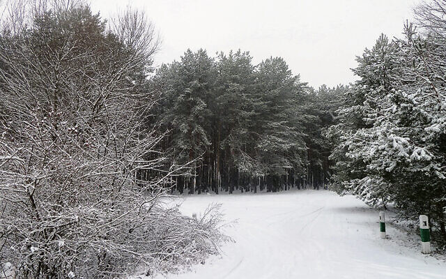 A Ukrainian forest in winter. (Viacheslav Galievskyi)