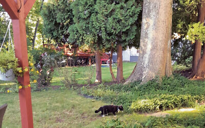 Tuxi the cat makes her way through the backyard in the shadow of a mature oak and the groundcover at its trunk.