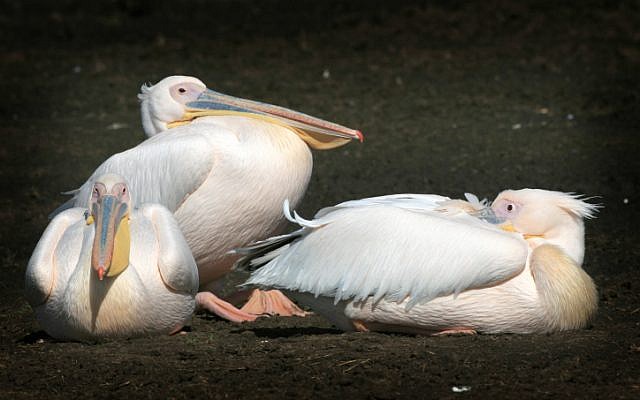 White pelicans at Hula Lake in northern Israel (Nati Shohat/Flash90)