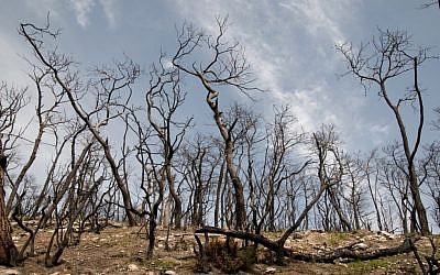 Pohon-pohon hangus di lereng Gunung Carmel, sesaat setelah kebakaran (kredit foto: Hadas Parush / Flash90)