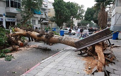 Pohon tumbang di King George Street di Tel Aviv (kredit foto: Roni Schutzer/Flash90)