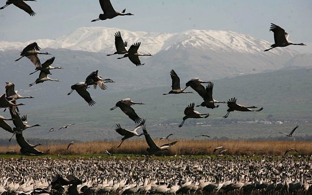 Cranes at the Hula Lake in northern Israel. Cranes are the highlight of bird-watching tours. (photo credit: Nati Shohat/Flash90)