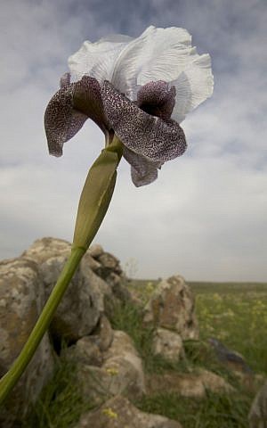 Bunga iris liar di Dataran Tinggi Golan (kredit foto: Doron Horowitz/Flash90)