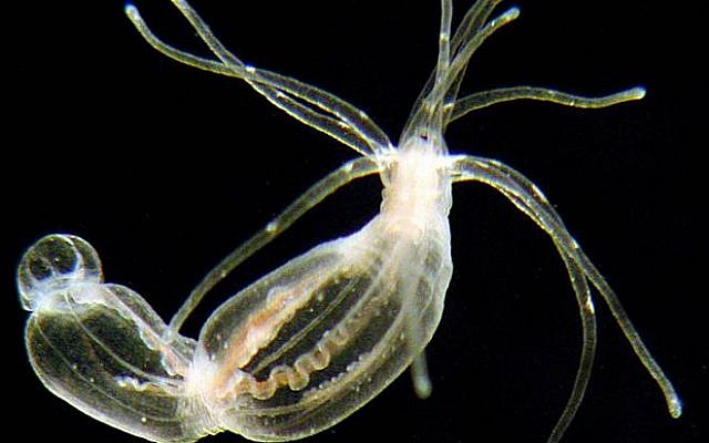 Nematostella could help scientists in organ repair research (photo credit: Courtesy Hebrew University)