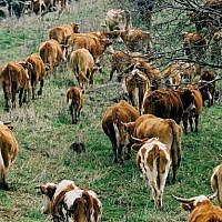 A herd of cattle graze in the Golan Heights (Moshe Shai/Flash90)